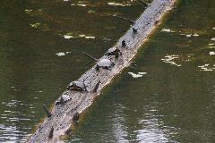 Turtles on Log